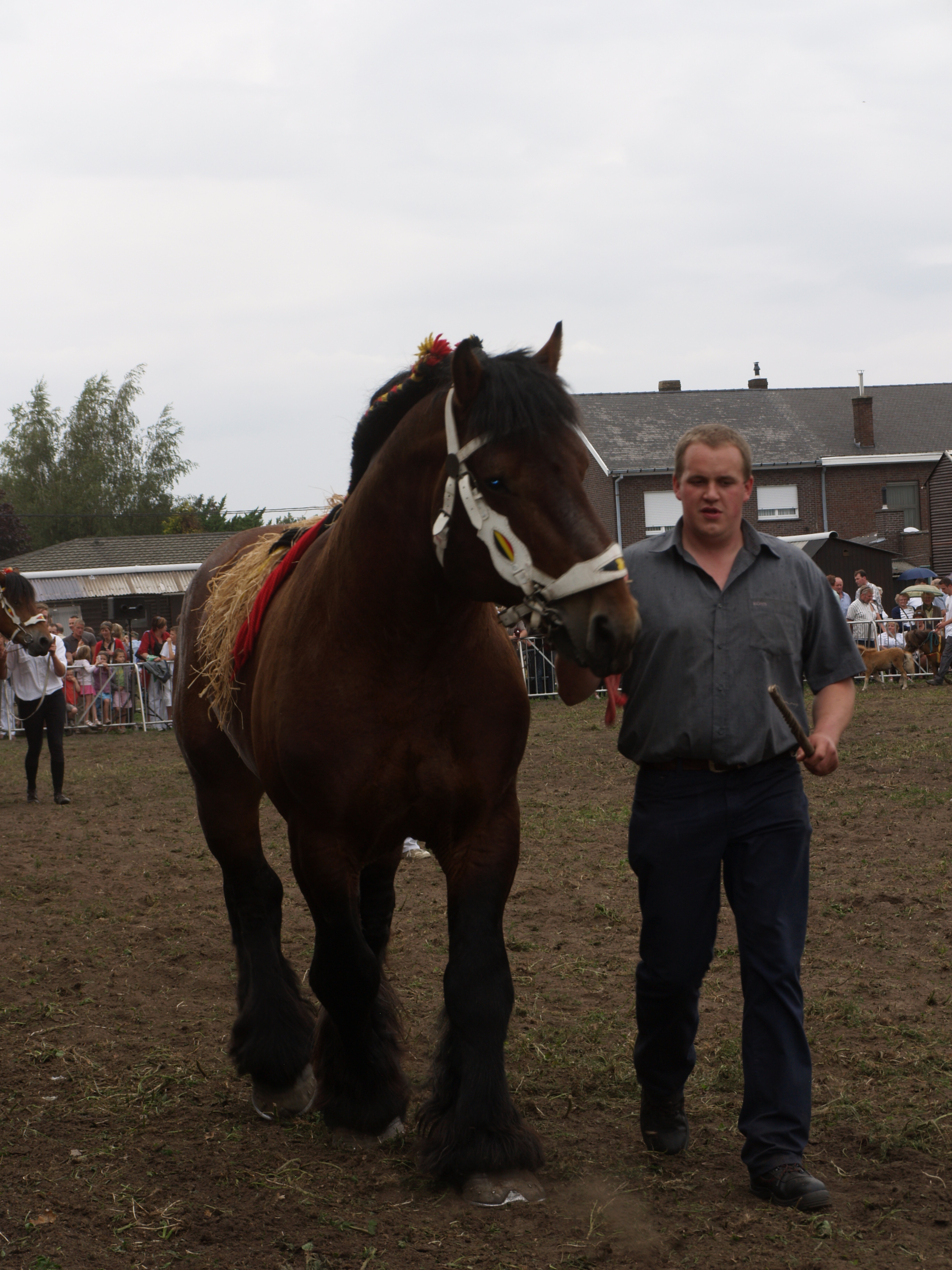 Trekpaardenhappening