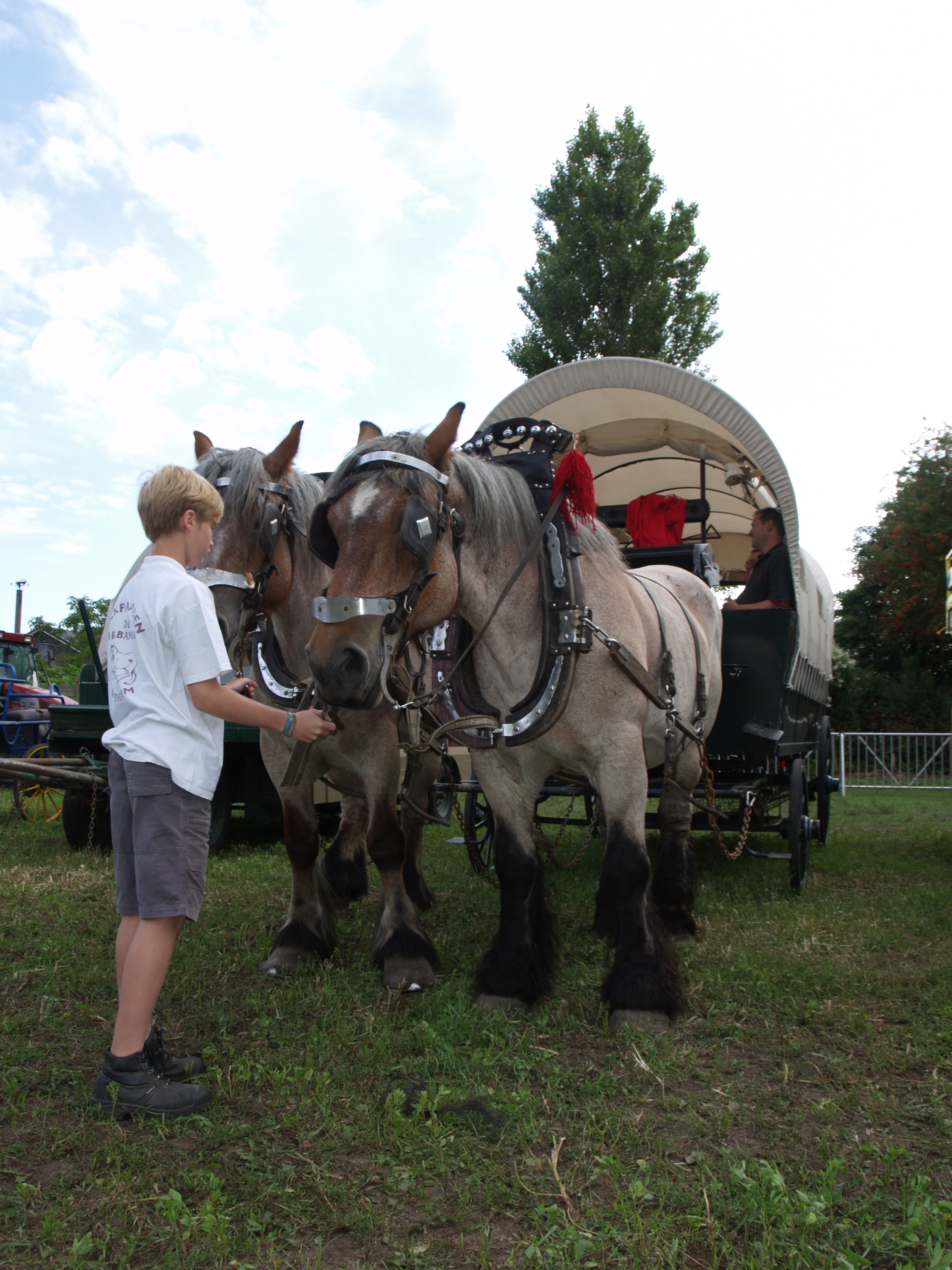 Trekpaardenhappening