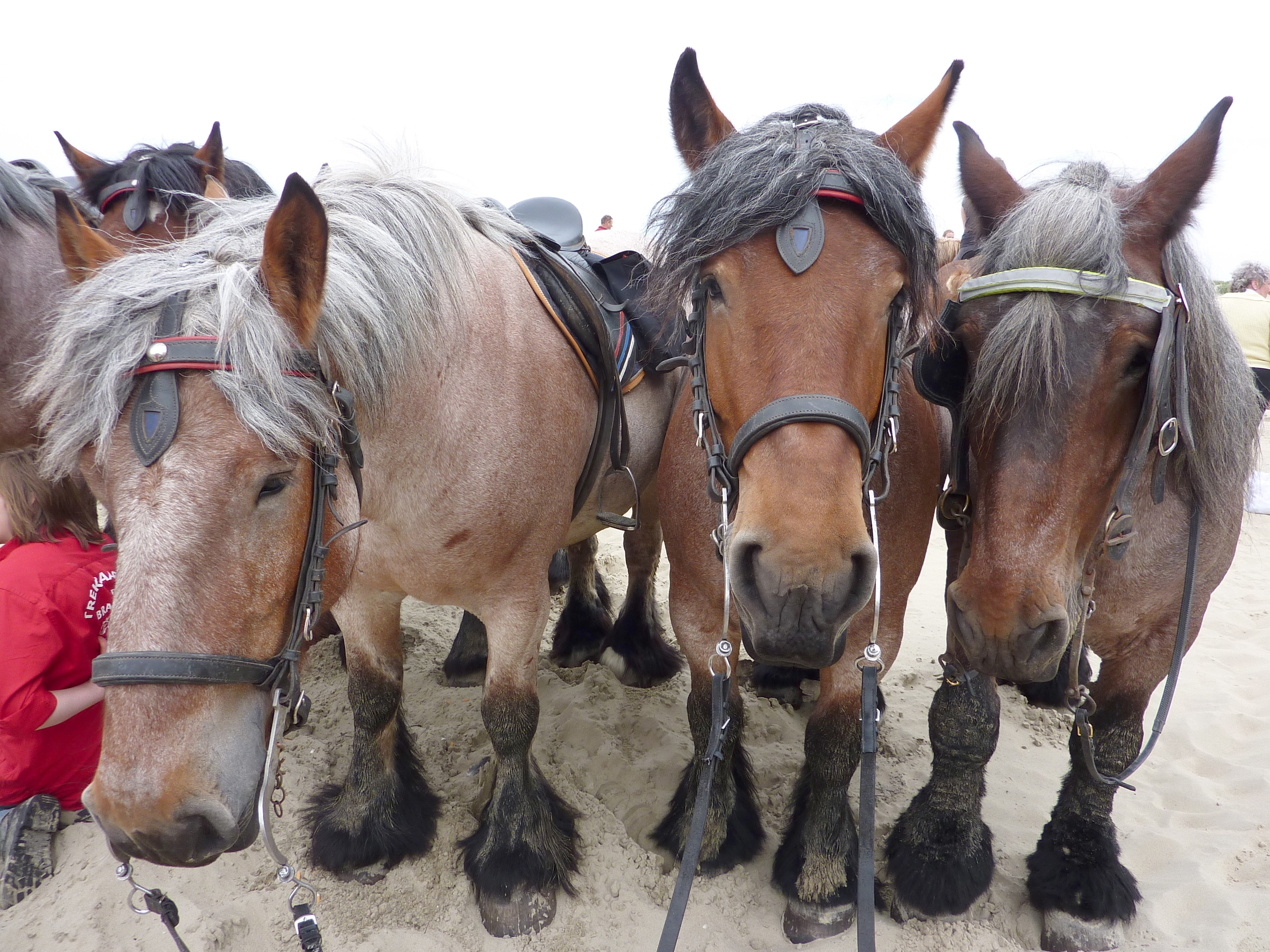 Oostduinkerke 2010